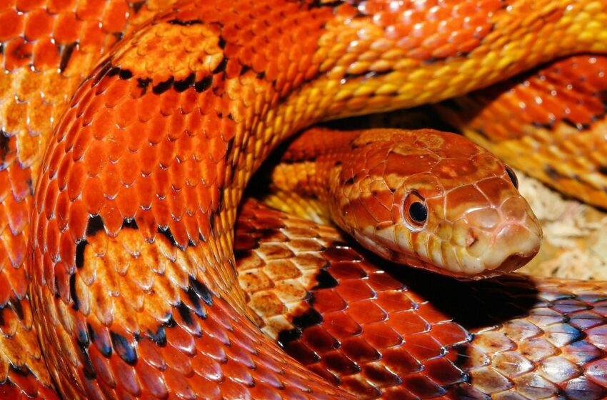  Popular myths about snakes which are not true